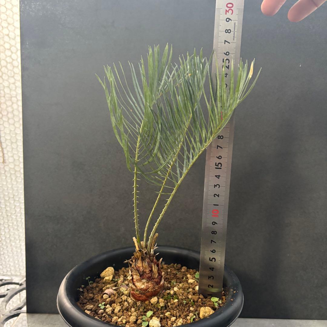 ④サイカス・カイルンシアナ Cycas cairnsiana
