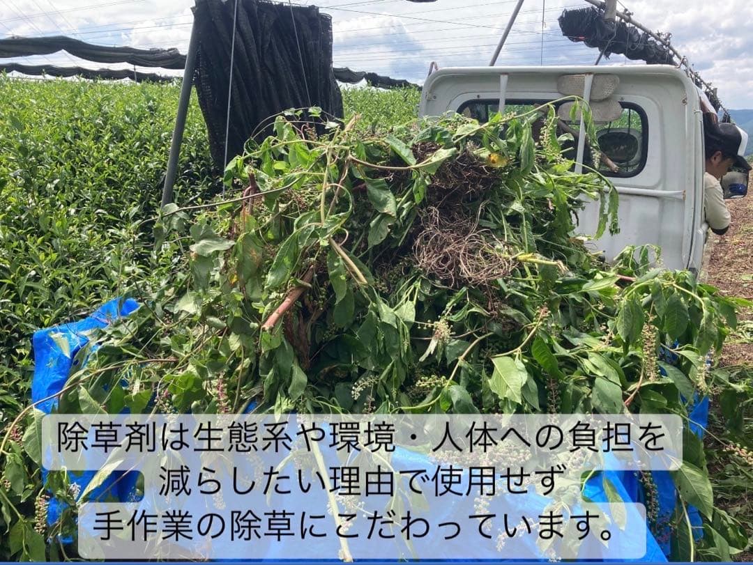 【8/8-8/11まで】夏のお茶5種類飲み比べセット(計40個入り)