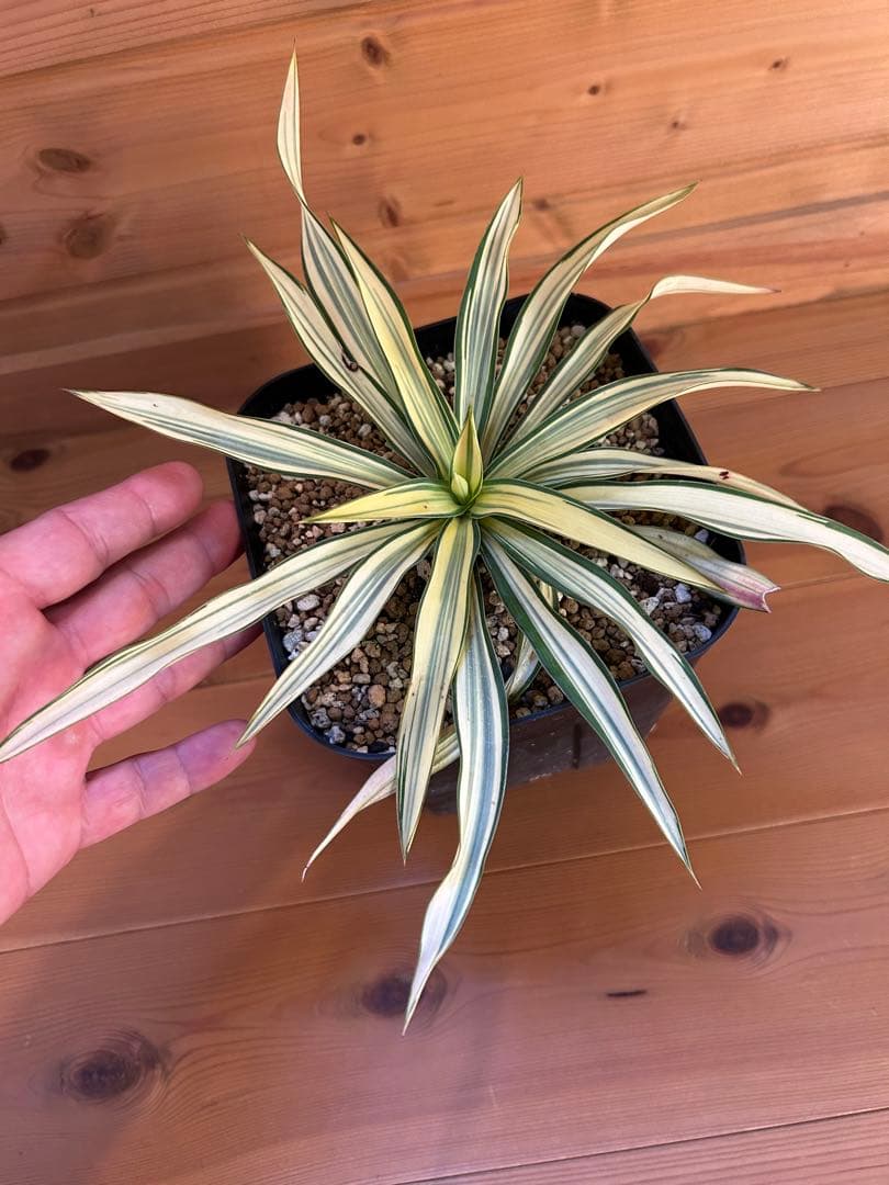Yucca ユッカ　グロリオサ　ライジングサン　極上縞斑　本物　レア株