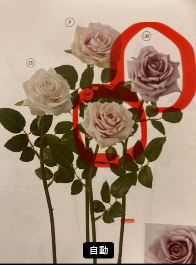 光触媒　人工観葉植物　ウォールグリーン　フェイクグリーン　デザイナーズローズ@g