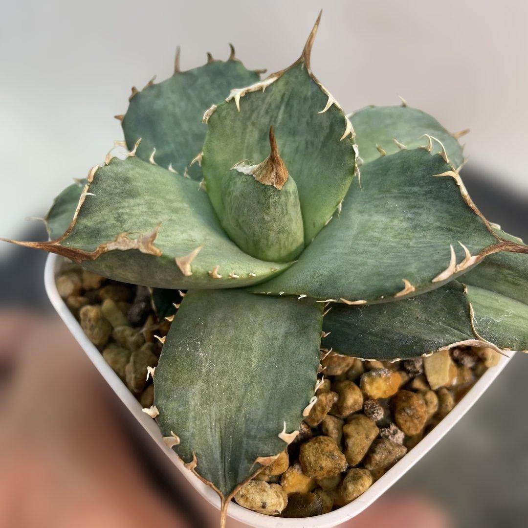 アガベ　チタノタ　白妖　散り斑タイプ　縞斑