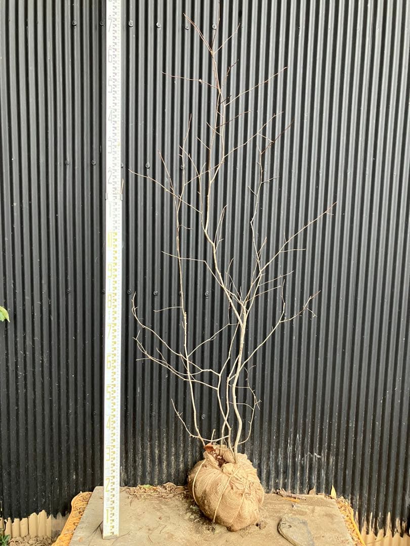 山採り　アズキナシ