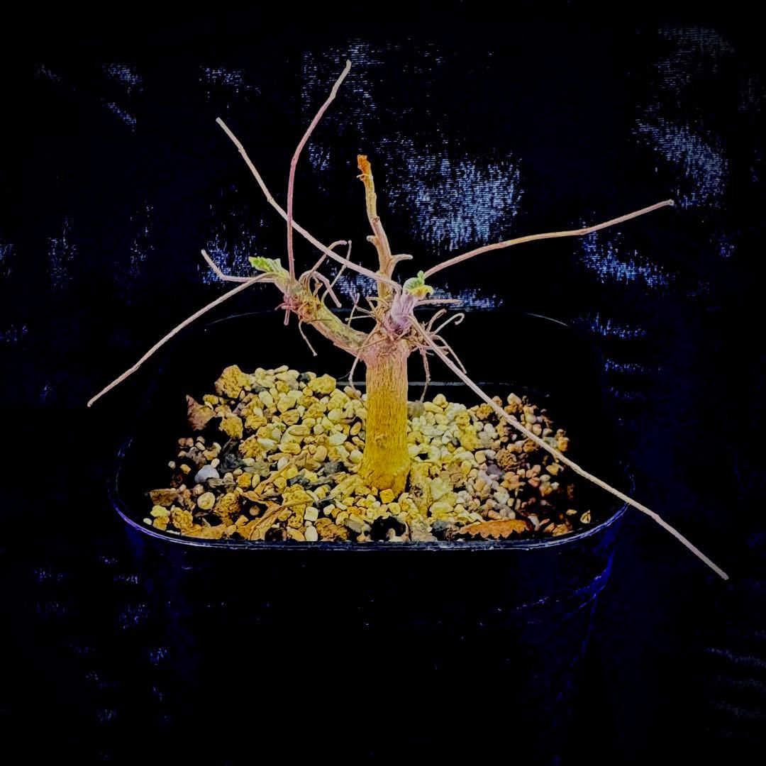 ボスウェリア サクラ 実生 灌木 塊根植物 コーデックス