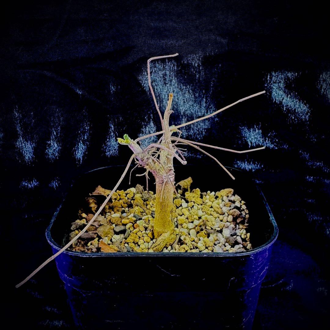 ボスウェリア サクラ 実生 灌木 塊根植物 コーデックス