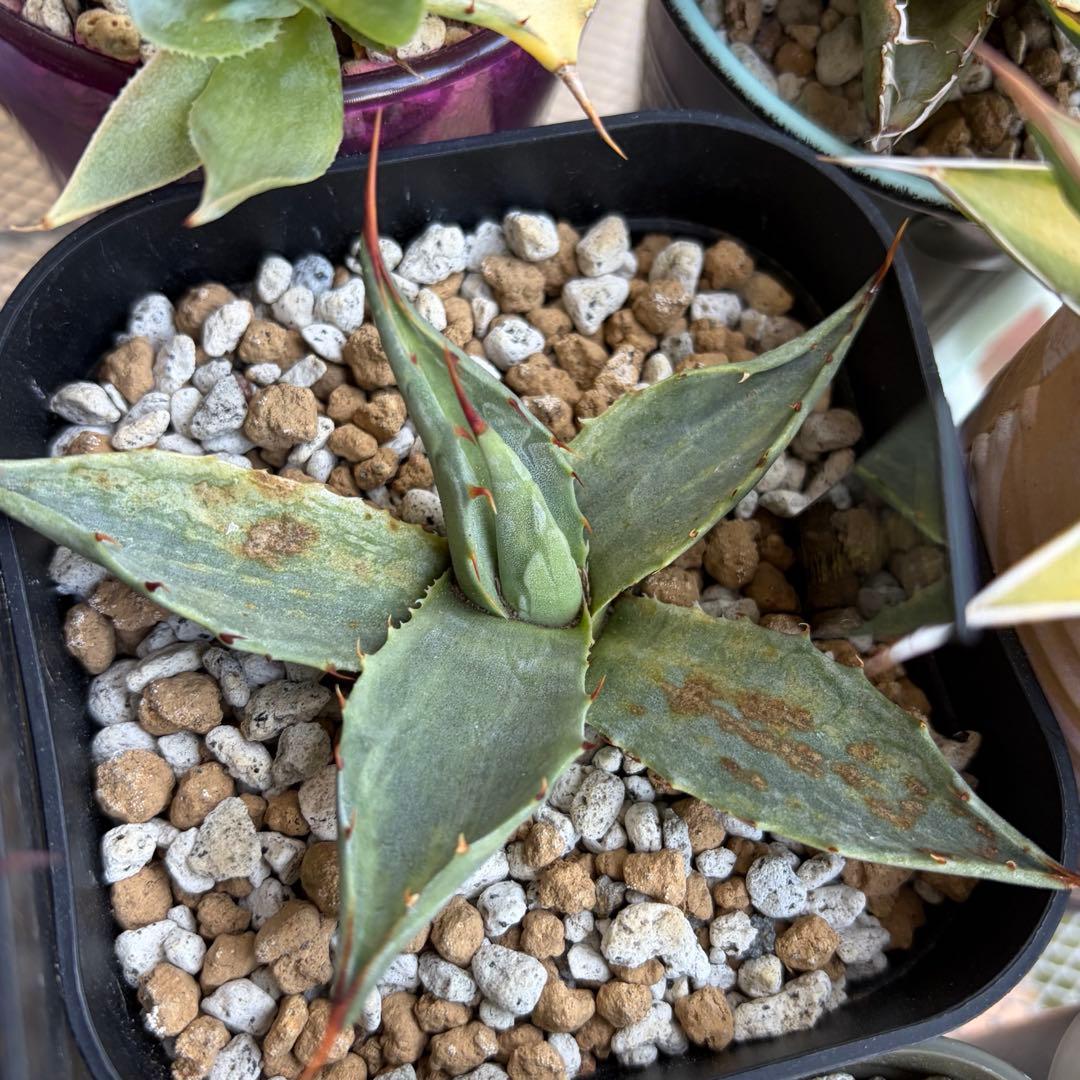 アガベ　激レア　ジェントリーモンタナ縞斑