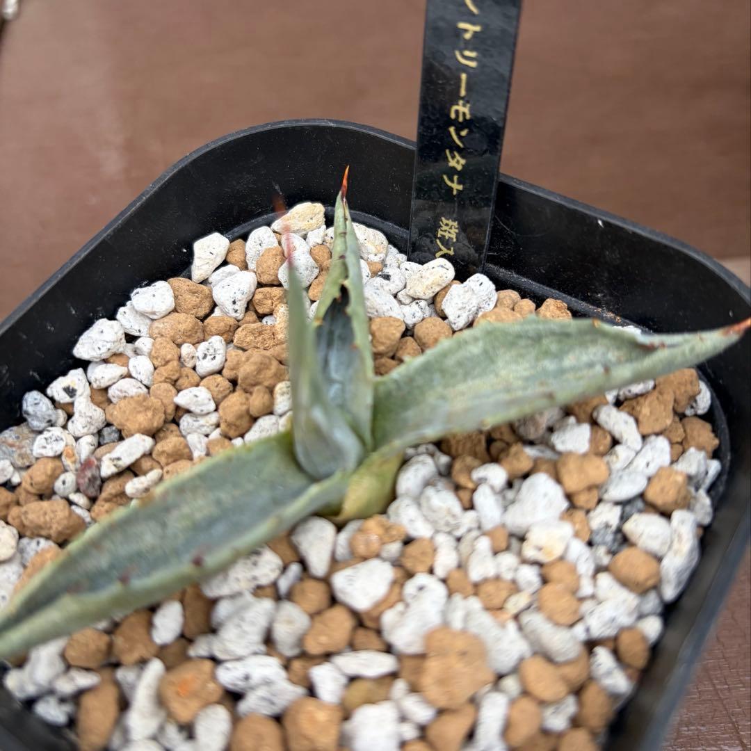 アガベ　激レア　ジェントリーモンタナ縞斑