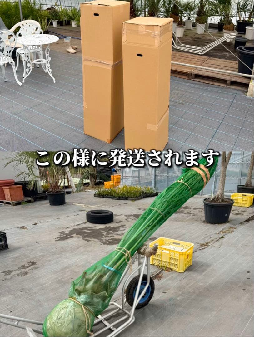 ココスヤシシルバーリーフ 【極太】葉先300cm 幹回り110cm 幹高50cm