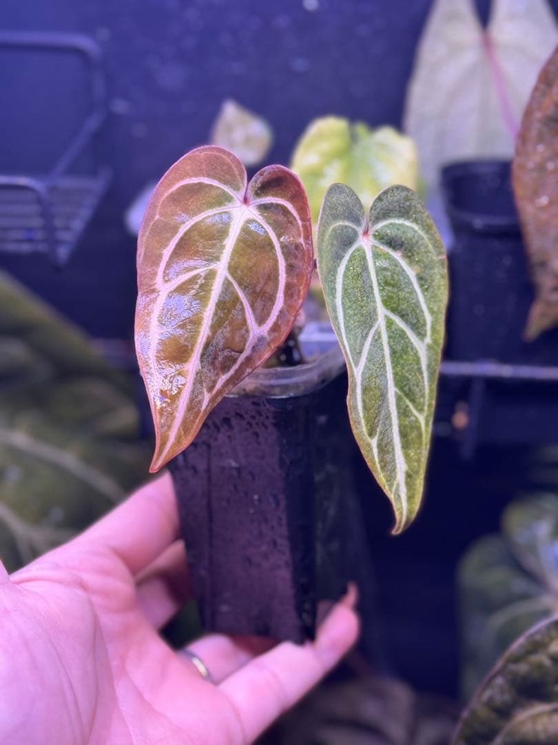 アンスリウム　Carlablackiae