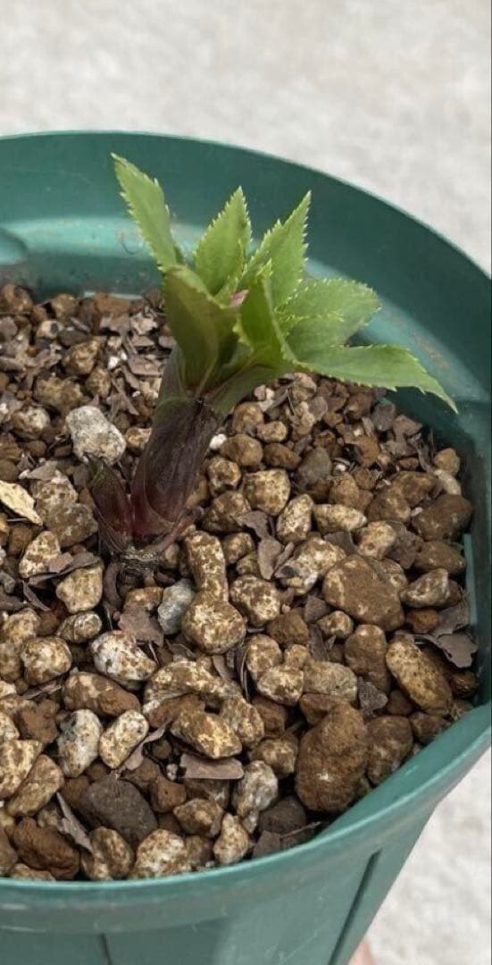 クリスマスローズ　ヨシノ　よしの