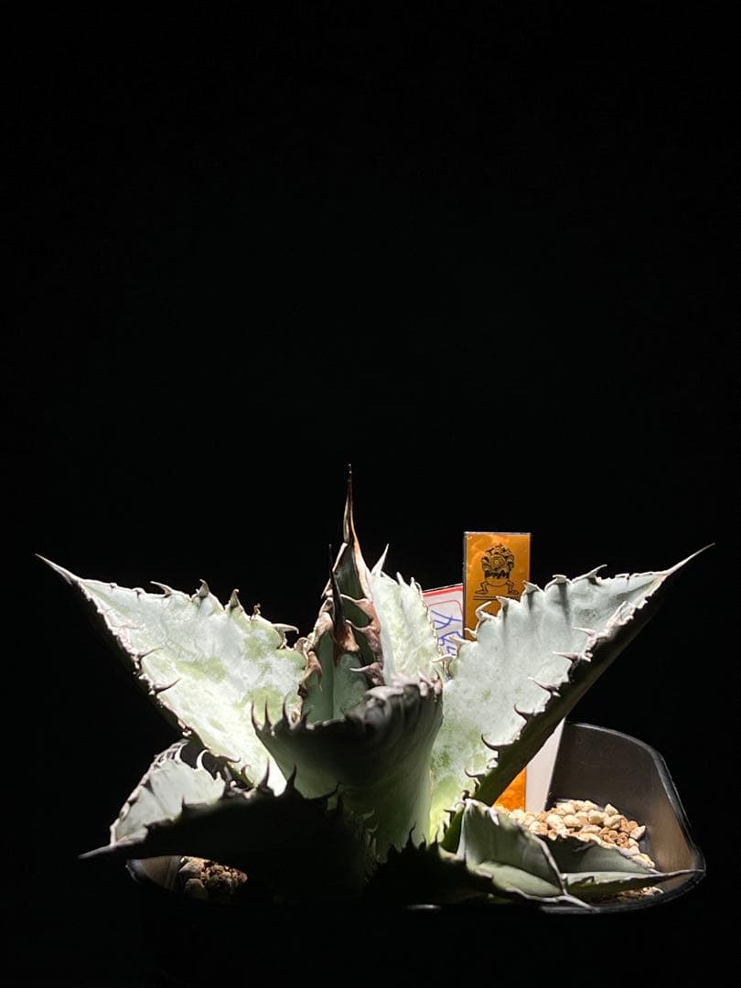 Agave Titanota Lion's Mane \