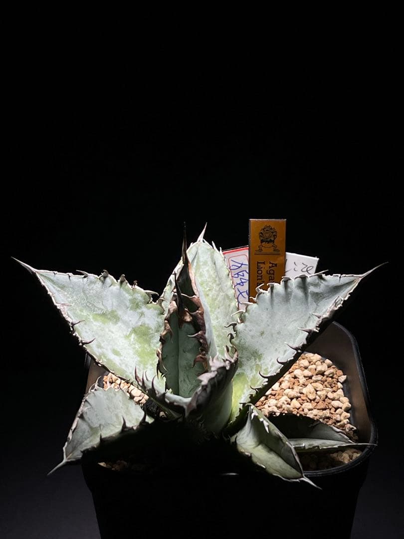 Agave Titanota Lion's Mane \"獅毛\"