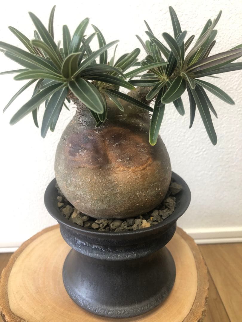 【yumirin】２個セット　グラキリス現地株