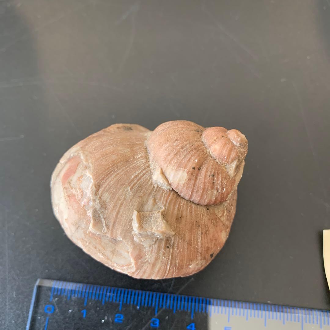 貝の化石 Holopea harpa 本物　オルドビス紀