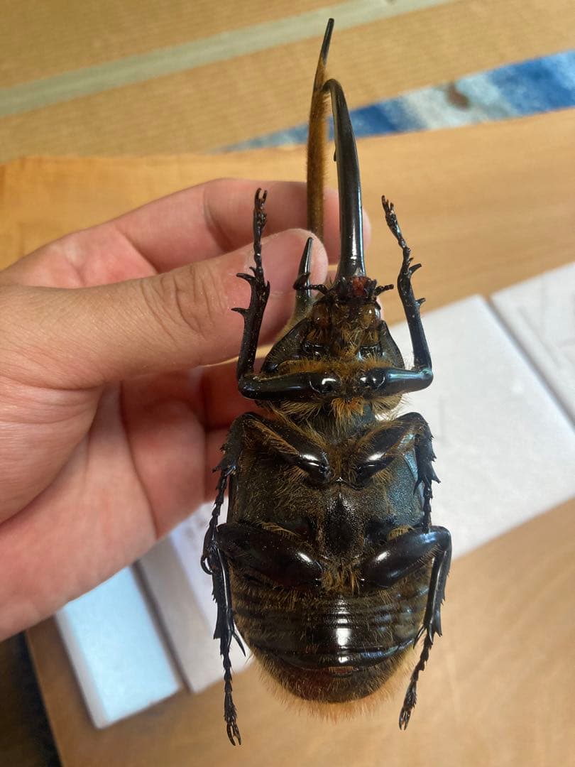 ネプチューンオオカブト♂野外品標本