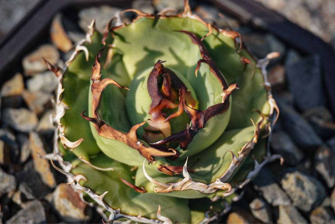 牛魔王(Lize産) 本物 アガベ チタノタ 検)オテロイ agave 子株