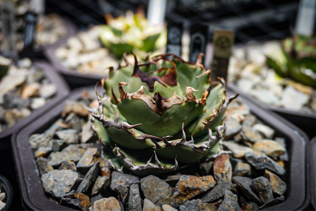 牛魔王(Lize産) 本物 アガベ チタノタ 検)オテロイ agave 子株