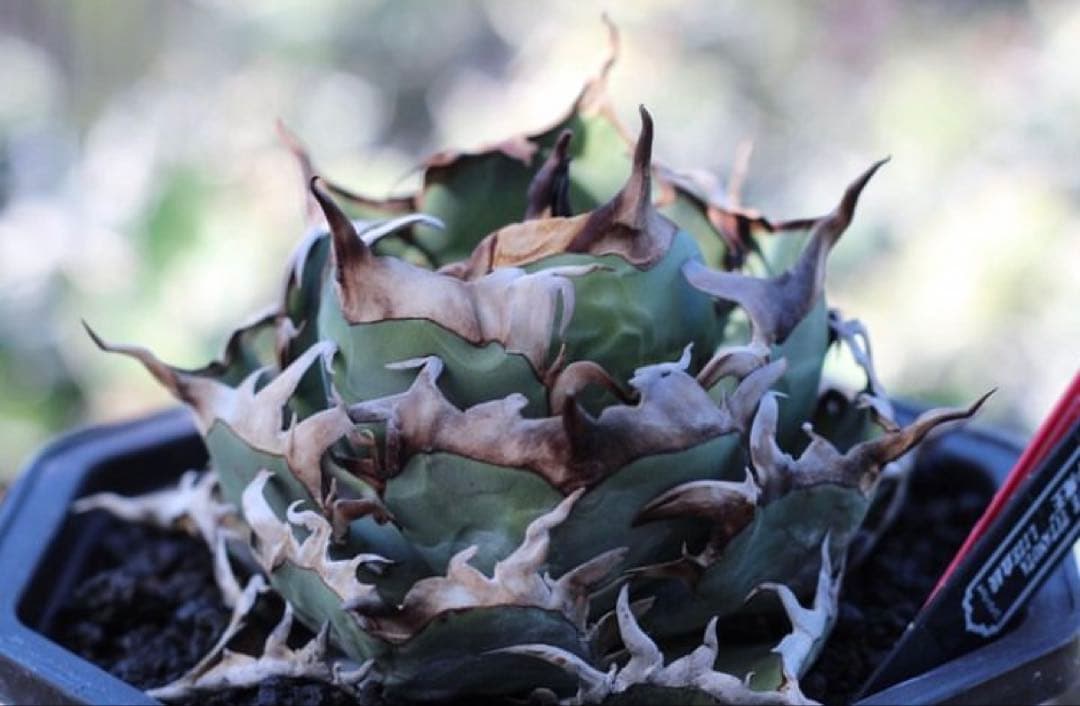 牛魔王(Lize産) 本物 アガベ チタノタ 検)オテロイ agave 子株