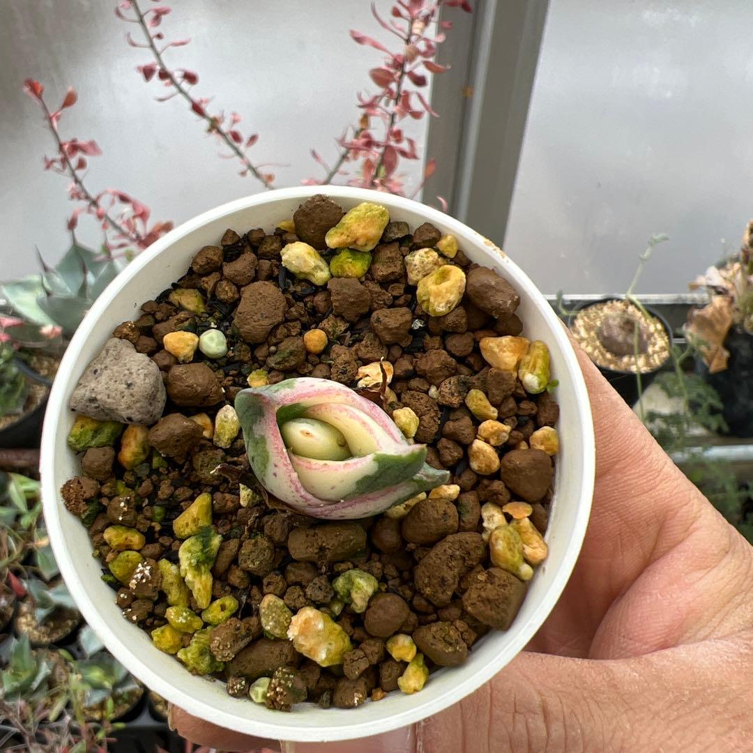 アガベ　プミラ斑入