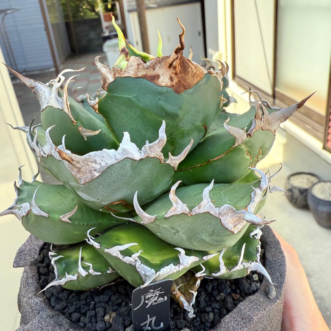 アガベ 魔丸 完璧大株 12cmぐらい 海外から輸入高級鉢 綺麗に洗えます