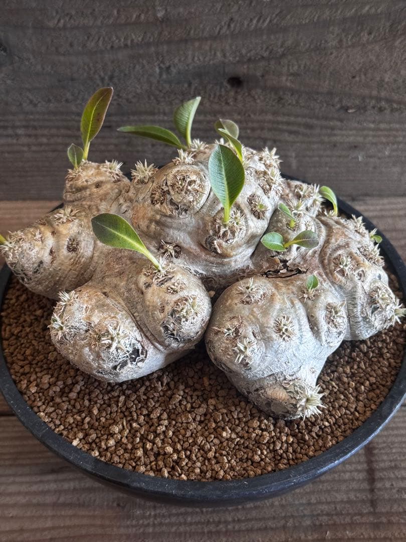 【古大型株】 恵比寿笑 パキポディウム ブレビカウレ 現地球 塊根植物