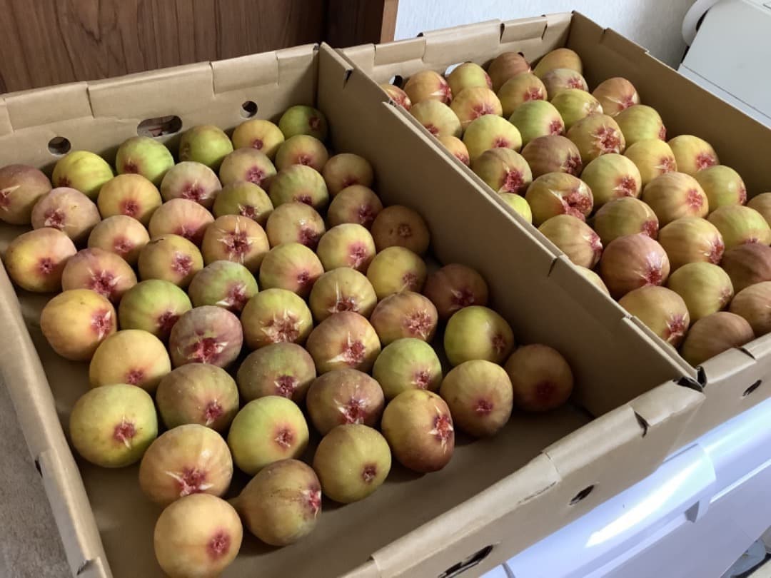 イチジク【蓬莱柿・ホウライシ】挿し穂枝【100サイズ箱に詰め放題】