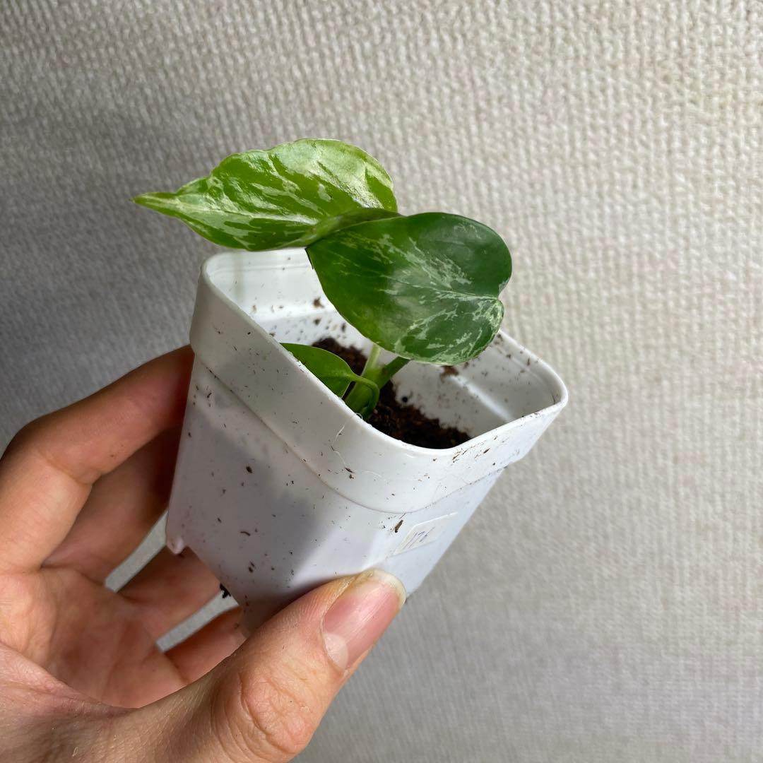 k*u様 モンステラ　デリシオーサ　バルバソー