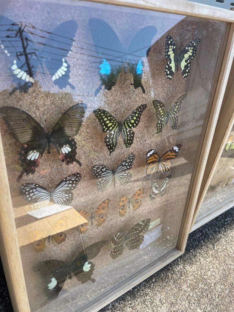 値下げ　蝶　標本　013 ケースサイズ40×30センチ 厚さ6センチ