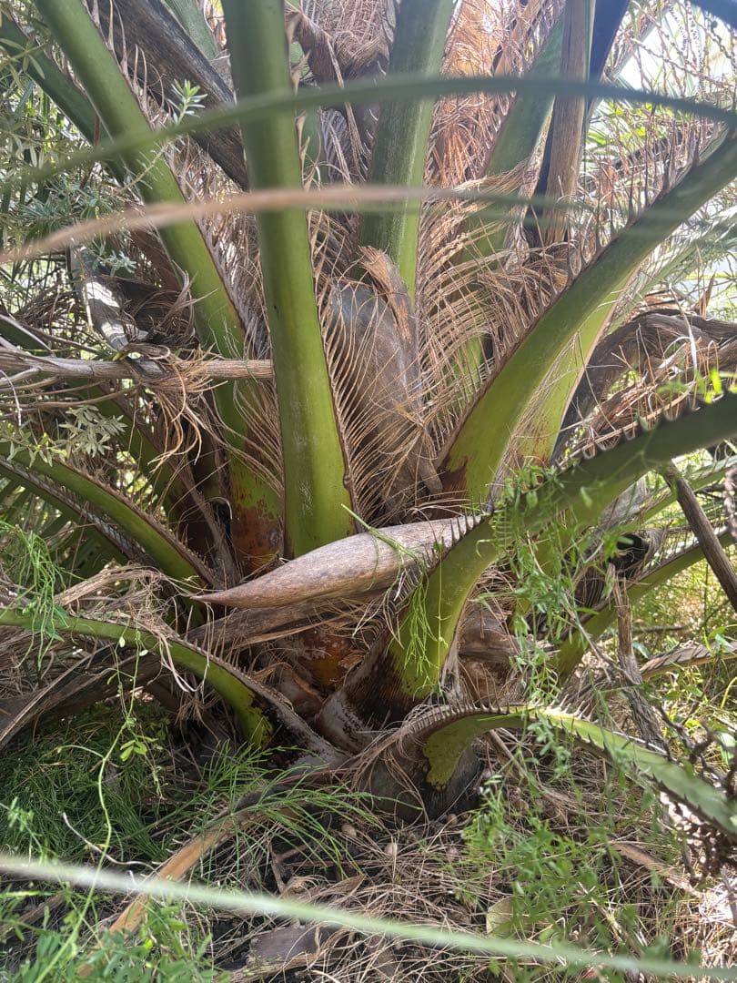 特大 全長3M ココスヤシ シルバーリーフ 幹太 形状良 庭木 引取限定