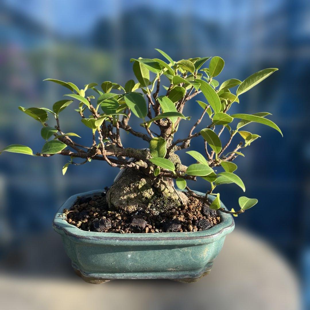 小葉ガジュマル4