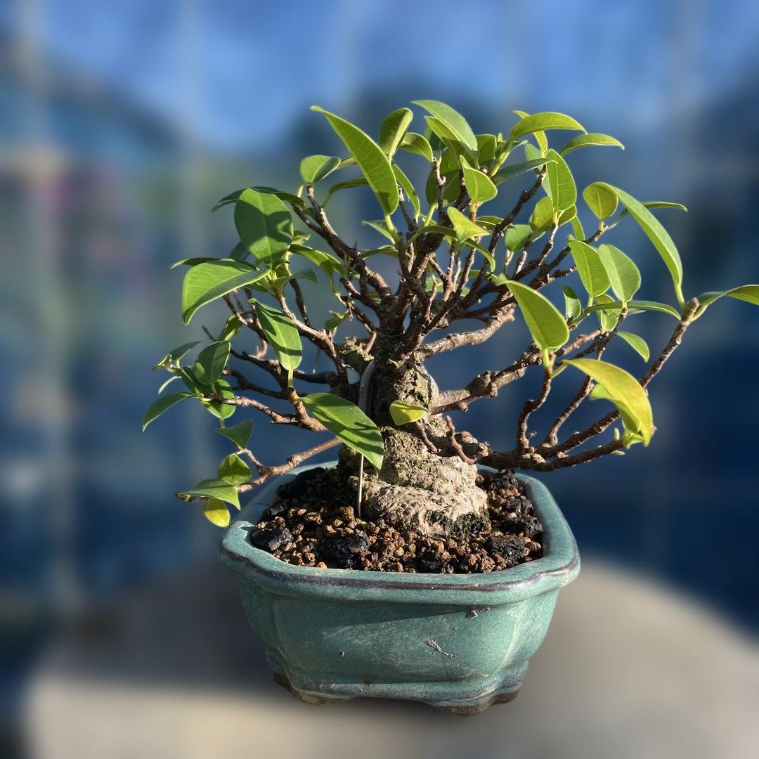 小葉ガジュマル4