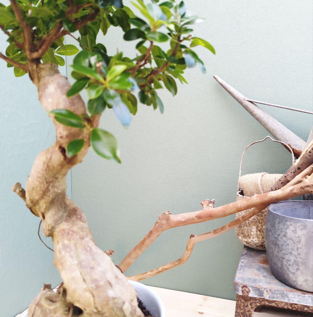 縁起物 太幹 (現品)曲がり 昇り龍ガジュマル ８ 陶器