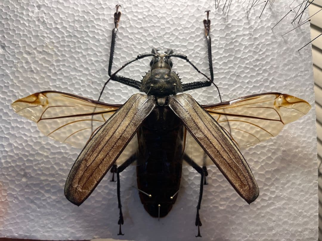 【開翅125mm】スジバネトゲフチオオウスバカミキリ ブルウスバ標本