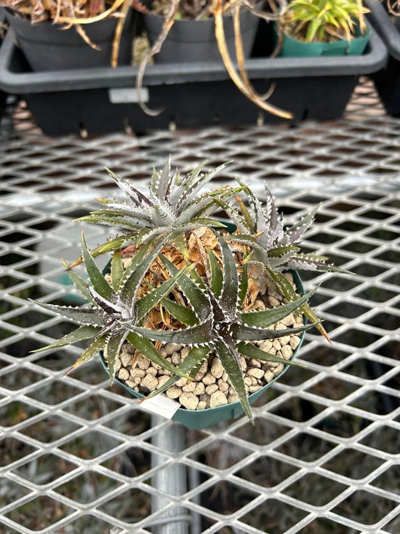 群生 DBディッキア Dyckia Bill Baker hyb #134 ⑴