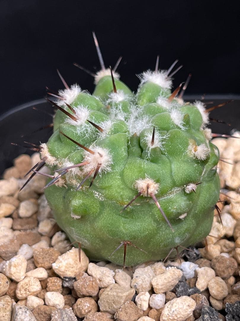 EMP コピアポア コルムナアルバ 孤竜丸 実生 / CT618