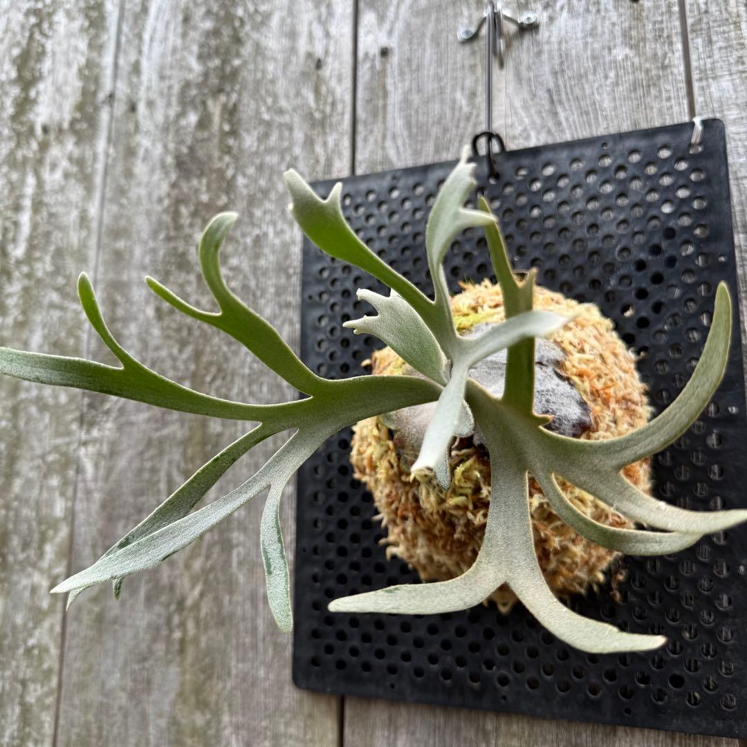 P. willinckii \"Linea\" 流線 (pup)