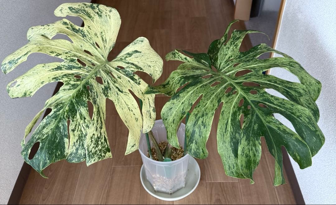 「超レア」巨大株　天津蘭　ホワイトモンスター　デリシオーサ