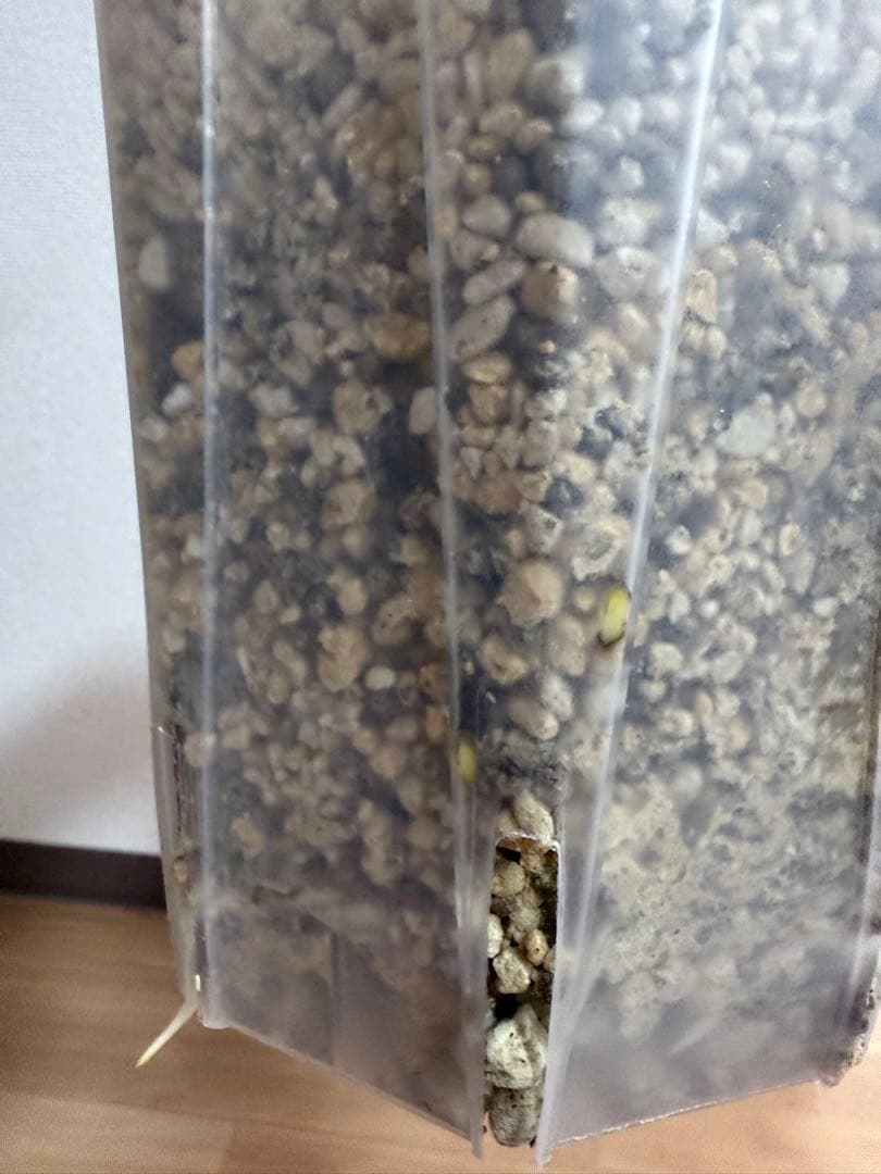 「超レア」巨大株　天津蘭　ホワイトモンスター　デリシオーサ