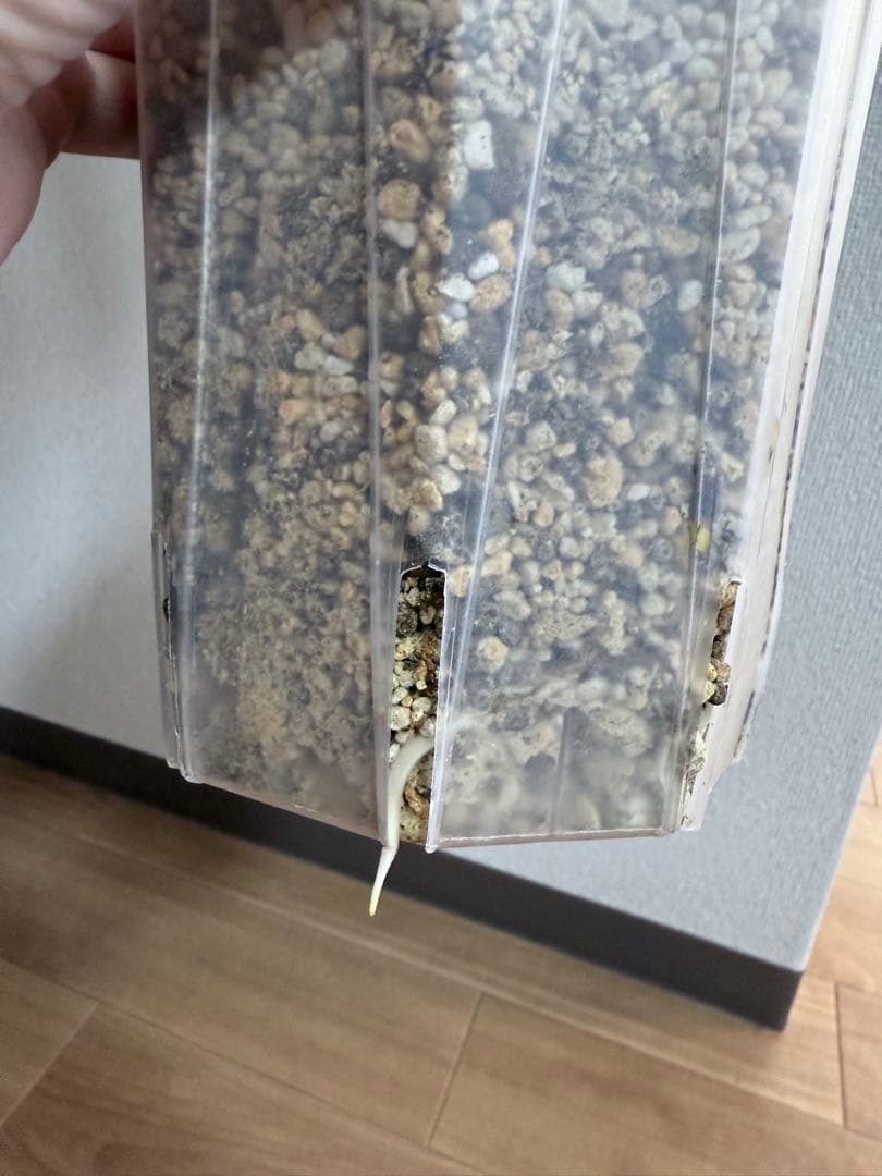 「超レア」巨大株　天津蘭　ホワイトモンスター　デリシオーサ