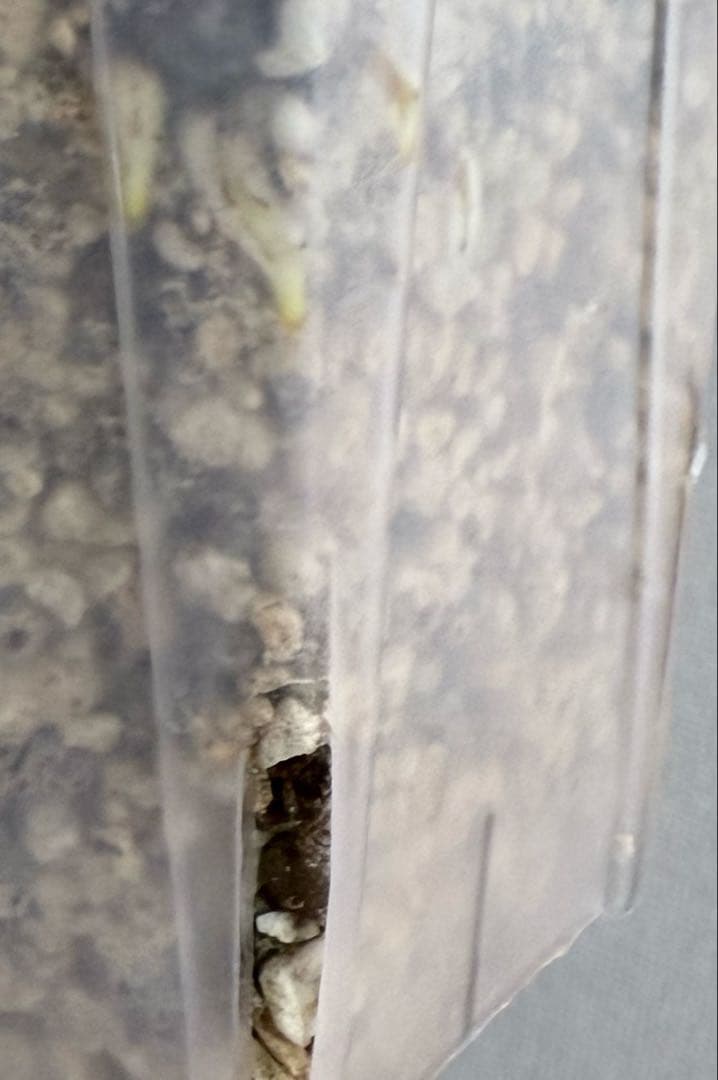 「超レア」巨大株　天津蘭　ホワイトモンスター　デリシオーサ