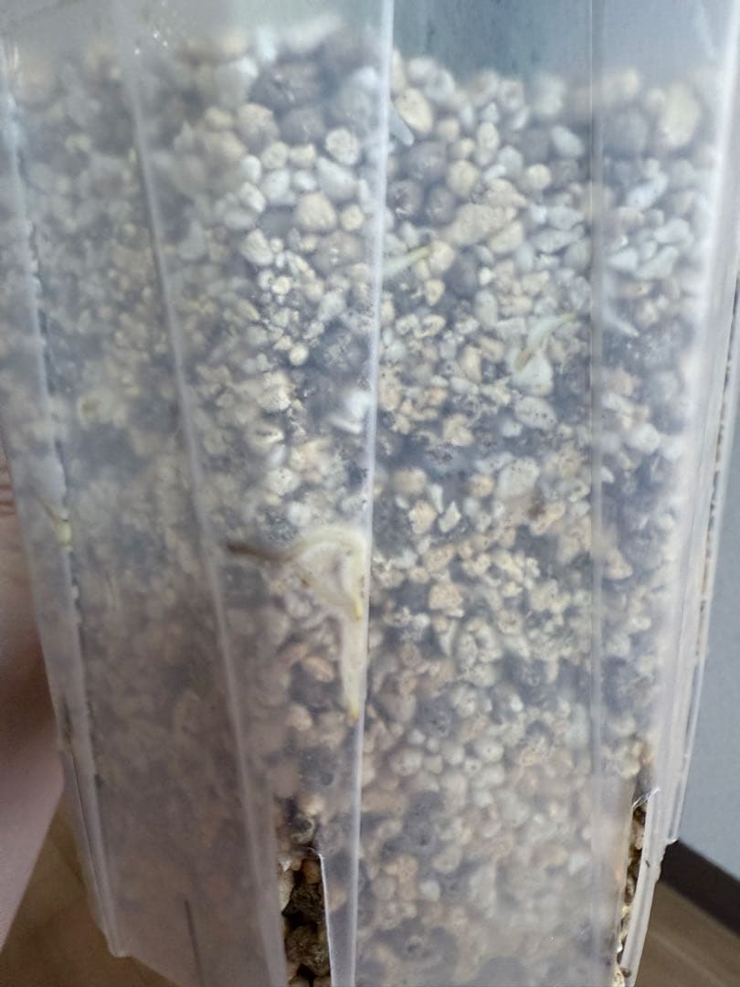 「超レア」巨大株　天津蘭　ホワイトモンスター　デリシオーサ