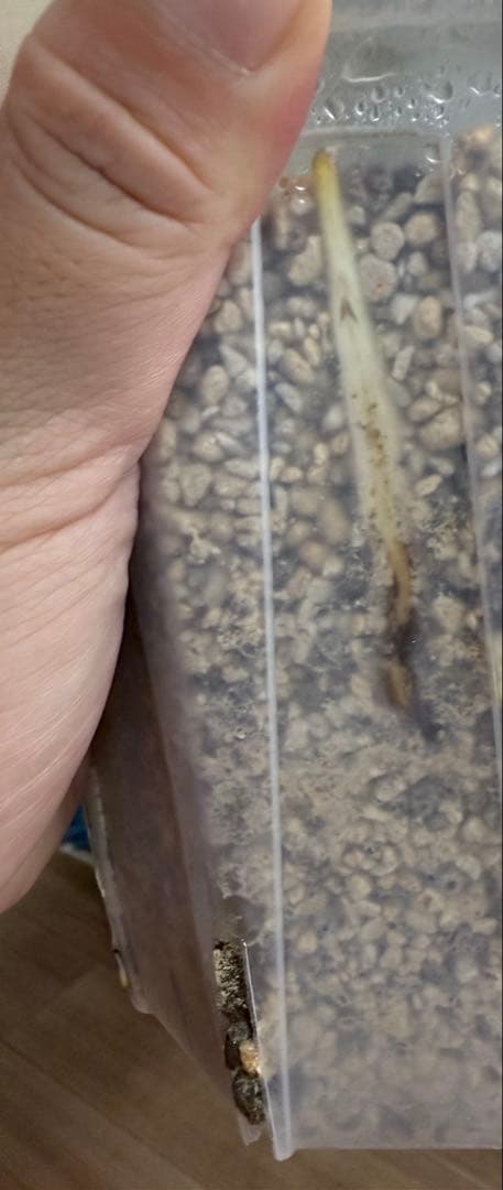 「超レア」巨大株　天津蘭　ホワイトモンスター　デリシオーサ