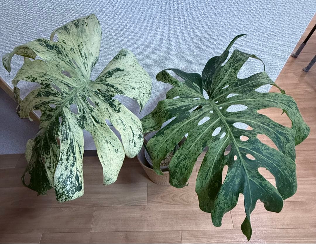 「超レア」巨大株　天津蘭　ホワイトモンスター　デリシオーサ