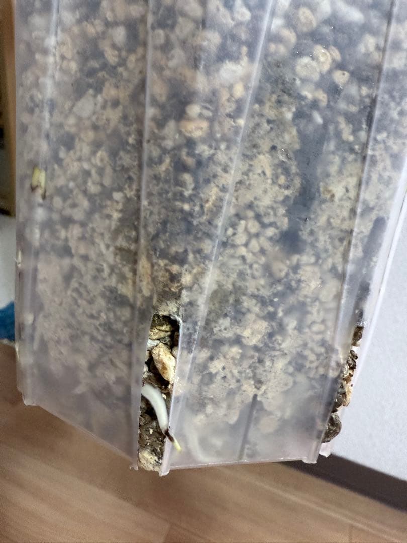 「超レア」巨大株　天津蘭　ホワイトモンスター　デリシオーサ