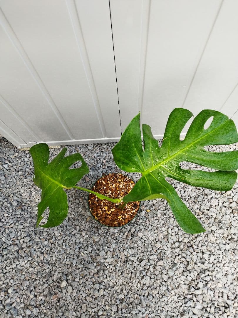 モンステラA8 マイクロコズムデリシオーサ　鉢ごと発送