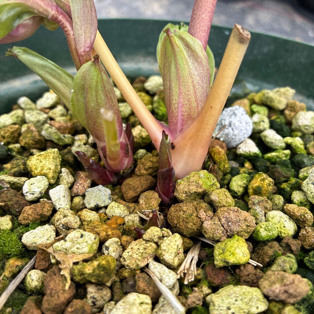 クリスマスローズ　ピンクオーレア　ピンクゴールド　６寸