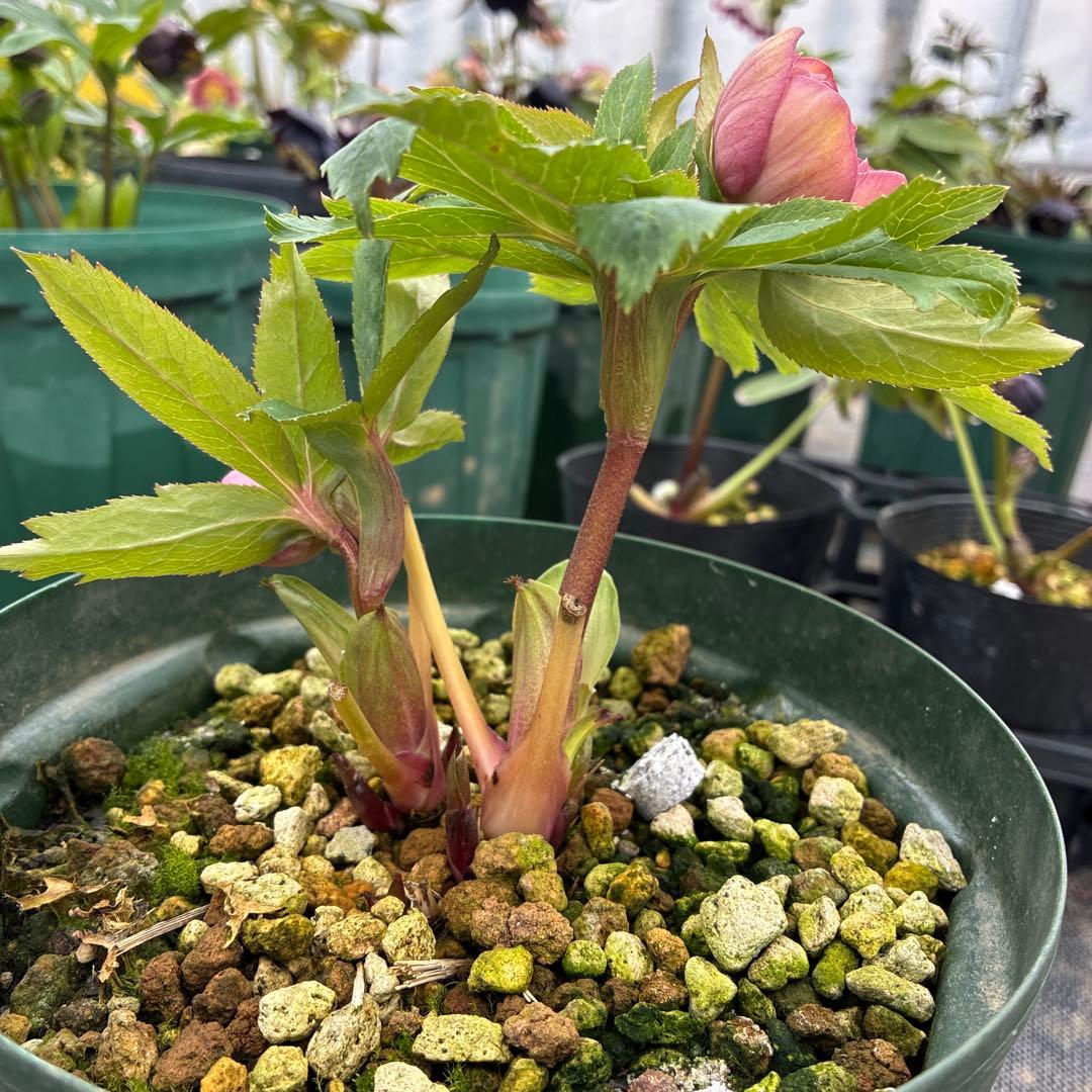 クリスマスローズ　ピンクオーレア　ピンクゴールド　６寸