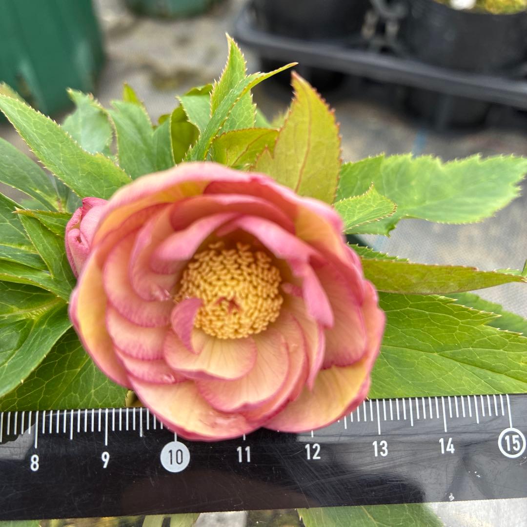 クリスマスローズ　ピンクオーレア　ピンクゴールド　６寸