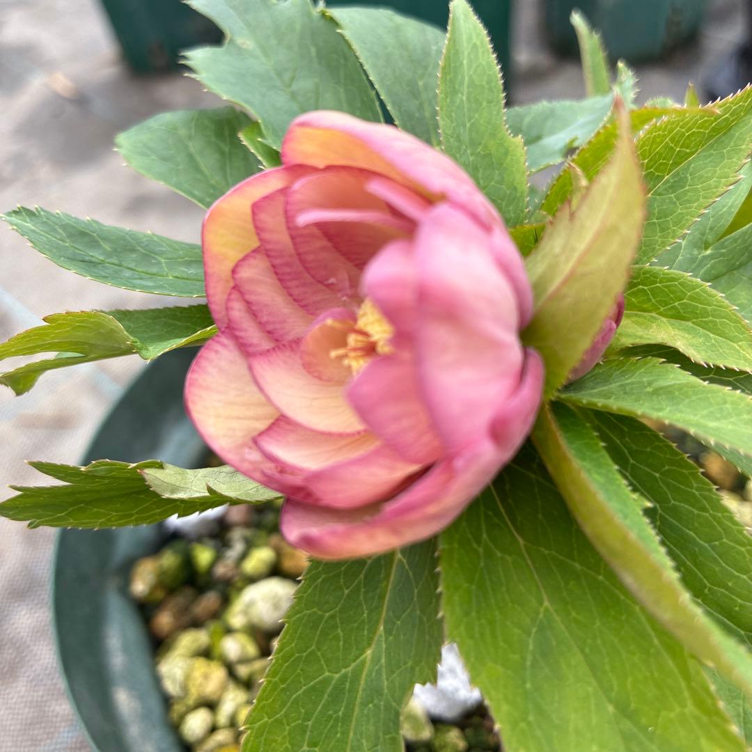 クリスマスローズ　ピンクオーレア　ピンクゴールド　６寸