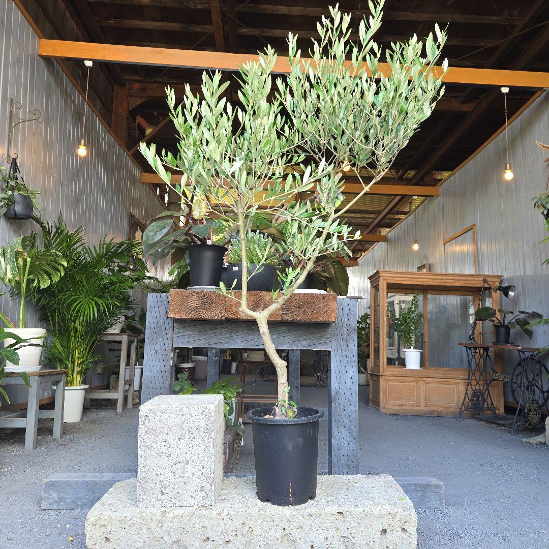 ⑫　オリーブの木souju　『ミッション』８号　特大苗木最高等級極上品‼️