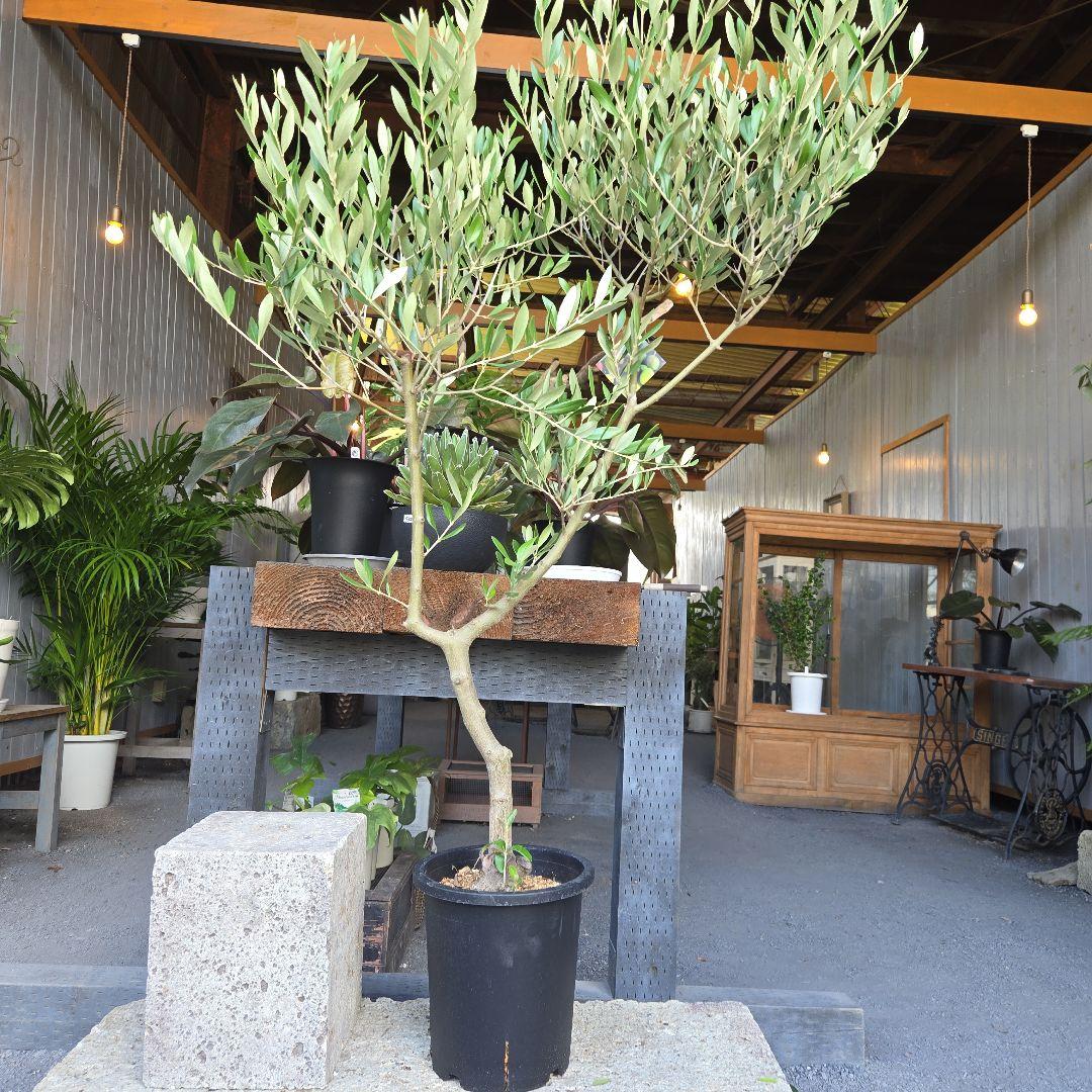 ⑫　オリーブの木souju　『ミッション』８号　特大苗木最高等級極上品‼️